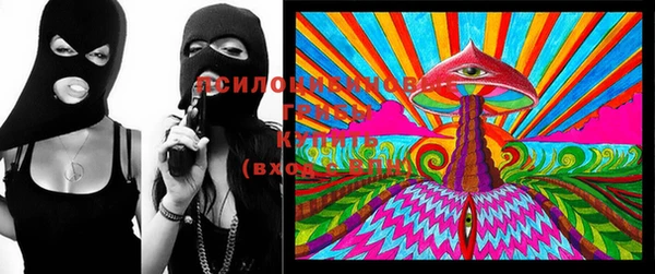 индика Каменногорск